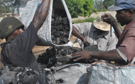 Kinshasa : le prix d’un sac de braises en hausse sur les marchés