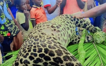 Kwilu : Un léopard adulte capturé à Mungoma (Idiofa)