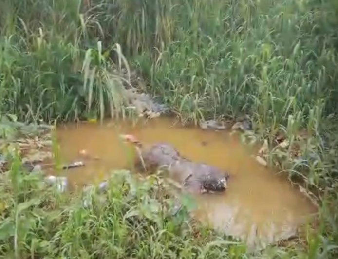 Kinshasa : le corps sans vie d’un homme découvert dans une rivière à Selembao