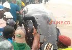 Kongo Central : une baleine s'échoue sur la côte atlantique de Muanda