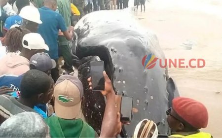 Kongo Central : une baleine s'échoue sur la côte atlantique de Muanda