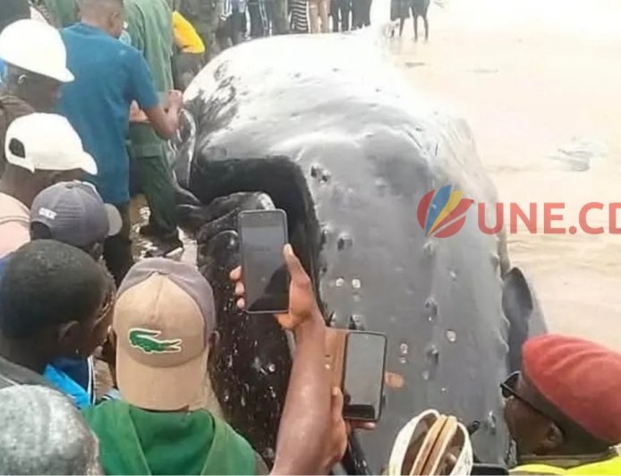Kongo Central : une baleine s'échoue sur la côte atlantique de Muanda