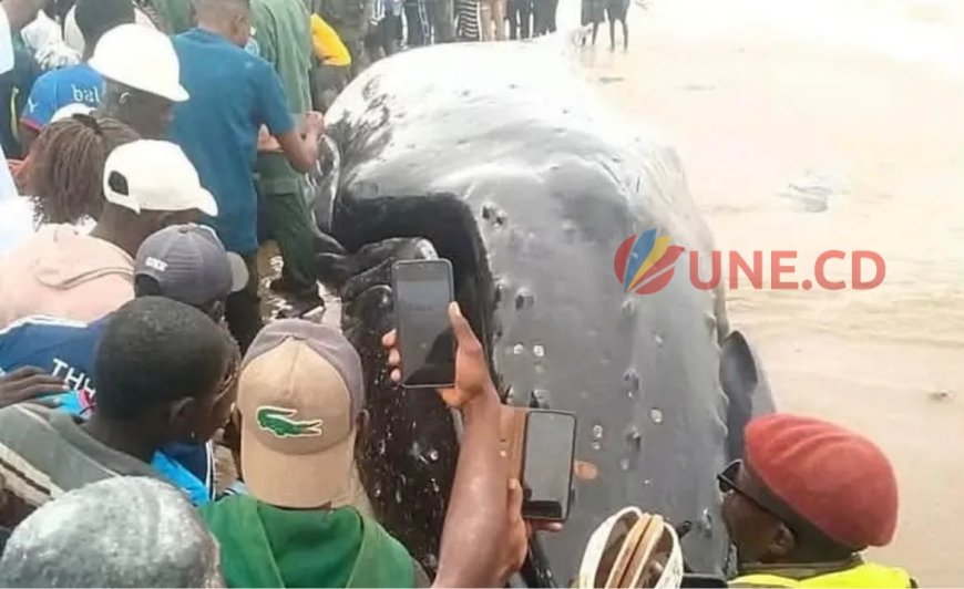 Kongo Central : une baleine s'échoue sur la côte atlantique de Muanda