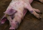 Kinshasa : des cas de peste porcine signalés au Plateau de Bateke