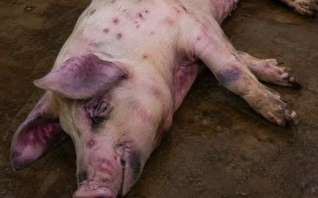 Kinshasa : des cas de peste porcine signalés au Plateau de Bateke