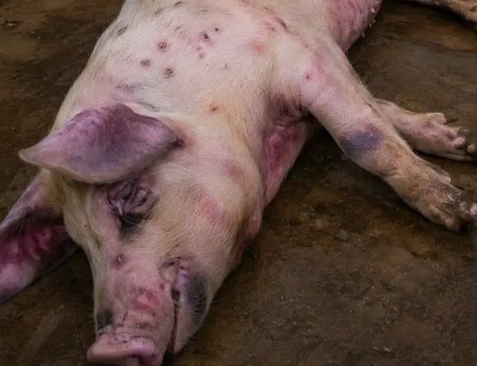 Kinshasa : des cas de peste porcine signalés au Plateau de Bateke