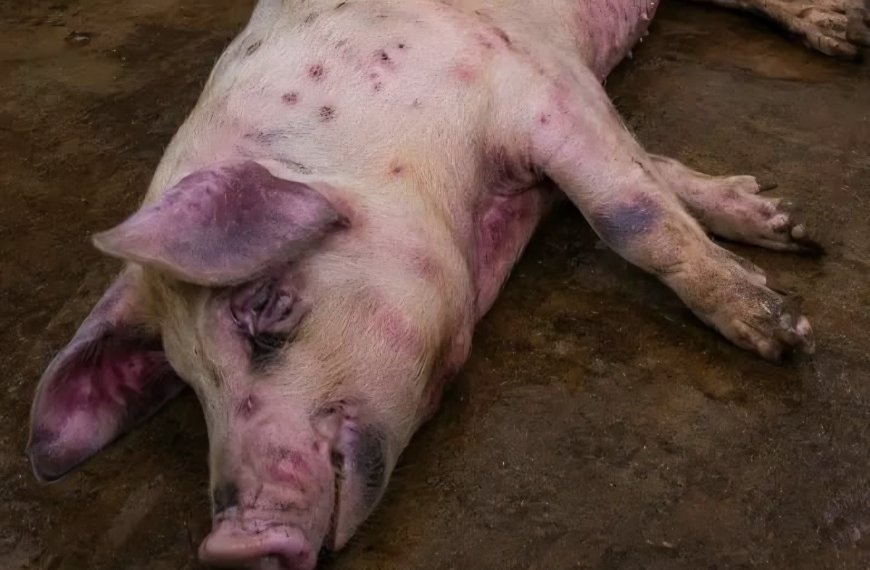 Kinshasa : des cas de peste porcine signalés au Plateau de Bateke