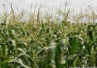 Kwango : où sont passés les 12,9 milliards de FC destinés à l’Agriculture ?