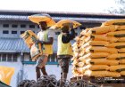 RDC : le ministère de l’Économie nationale subventionne la farine de maïs à 20 000 FC le sac à Mbuji-Mayi