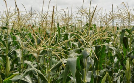 Kwango : où sont passés les 12,9 milliards de FC destinés à l’Agriculture ?