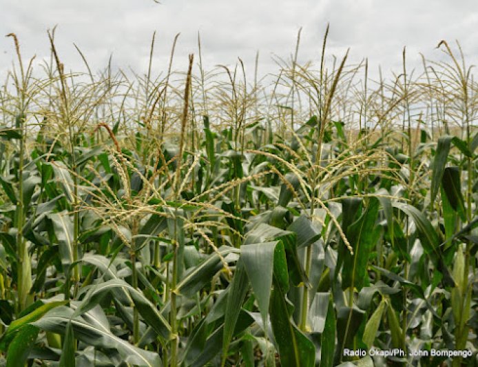 Kwango : où sont passés les 12,9 milliards de FC destinés à l’Agriculture ?