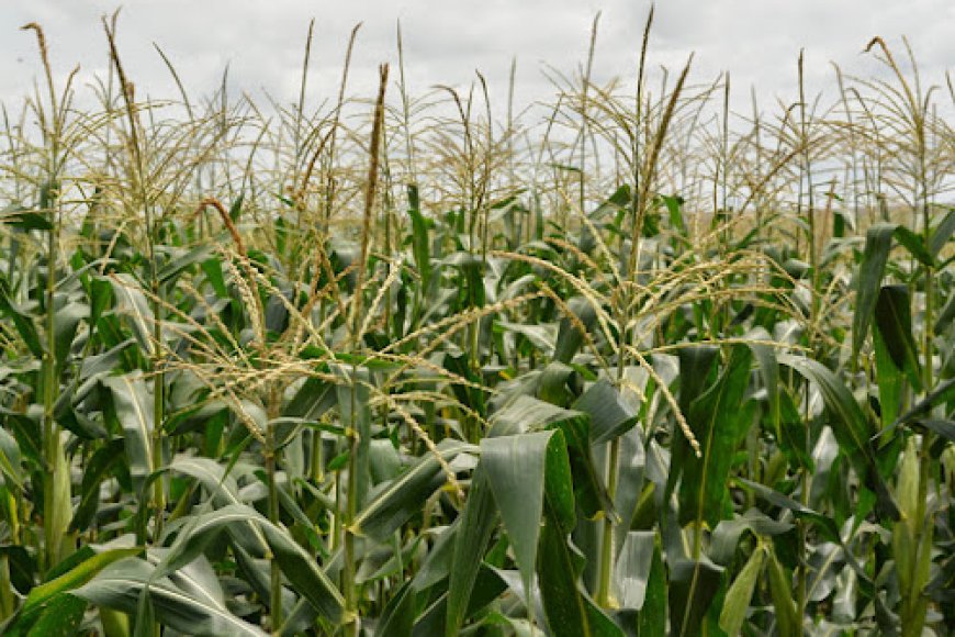 Kwango : où sont passés les 12,9 milliards de FC destinés à l’Agriculture ?