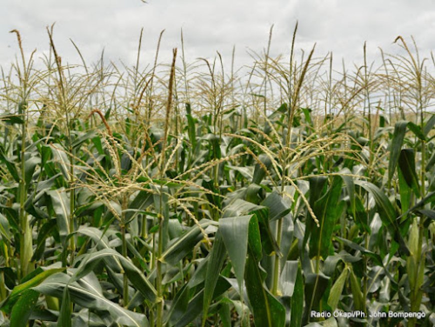 Kwango : où sont passés les 12,9 milliards de FC destinés à l’Agriculture ?
