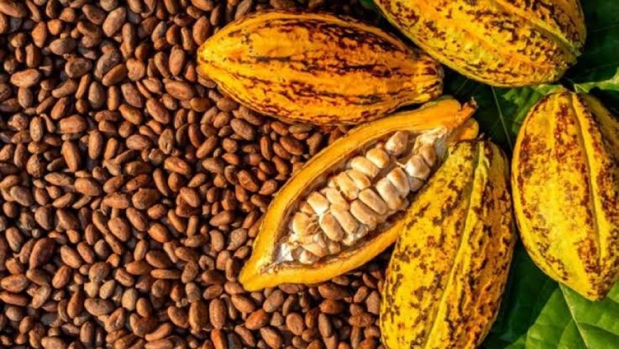 La RDC enregistre une régression dans la production du cacao avec  29.826 tonnes en fin novembre 2022 (Rapport BBC)