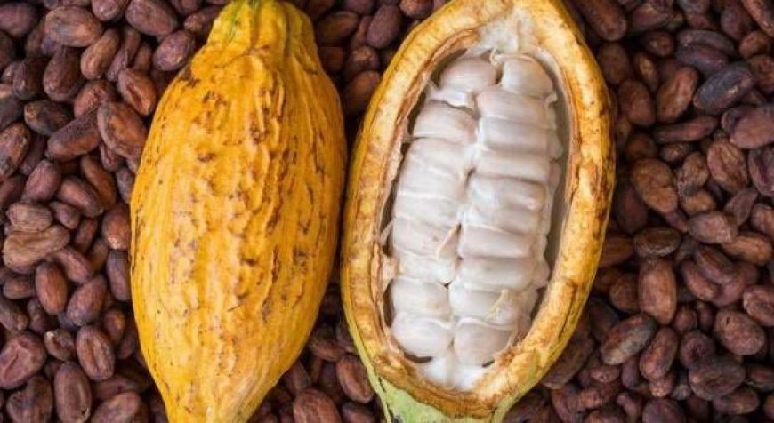 La RDC enregistre une régression dans la production du cacao avec  29.826 tonnes en fin novembre 2022 (Rapport BBC)