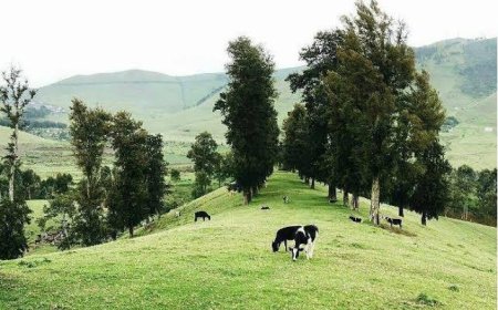 Insécurité à l’Est : 4 positions des FARDC attaquées par le RDF/M23 à Masisi