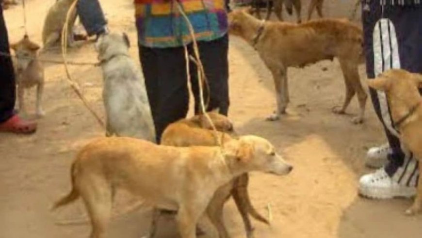 RDC : Le député Boris Mbuku propose une peine de 10 à 20 ans de prison contre toute personne qui consomme publiquement la viande des animaux de compagnie dont le chien