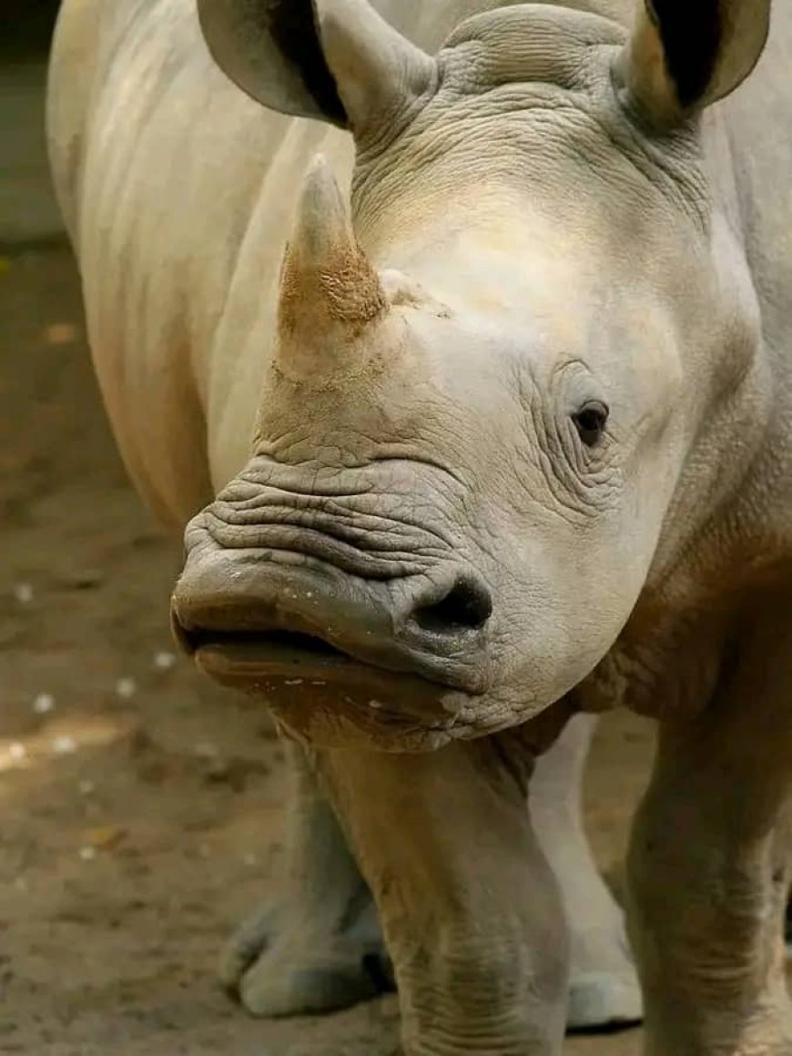 RDC: 16 rhinocéros blancs transférés au Parc national de Garamba en provenance de l'Afrique du Sud