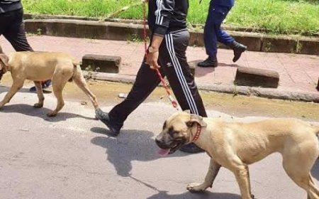 RDC : Félix Tshisekedi invite le gouvernement à œuvrer à la « mise à jour d’une nomenclature pour la classification des chiens de races et domestiques