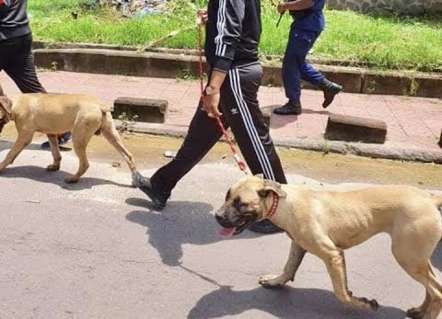 RDC : Félix Tshisekedi invite le gouvernement à œuvrer à la « mise à jour d’une nomenclature pour la classification des chiens de races et domestiques